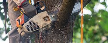 How Our Tree Care Process Works  in  St Peter, WI