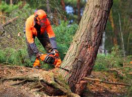 Best Stump Grinding and Removal  in St Peter, WI