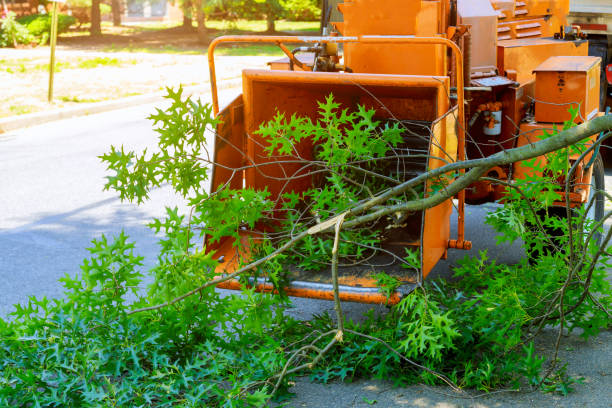 Professional Tree Care Services in St Peter, WI