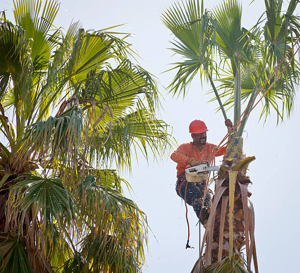 Best Tree Trimming and Pruning  in St Peter, WI