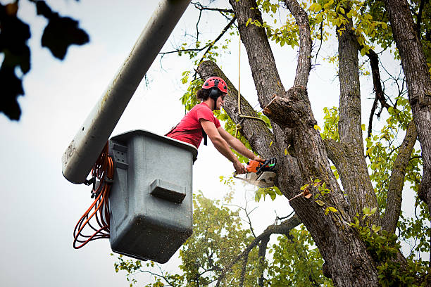 Best Tree Risk Assessment  in St Peter, WI